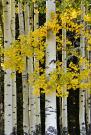 Yellow Aspen Trees