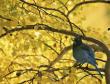 Blue Jay on Yellow Leaves