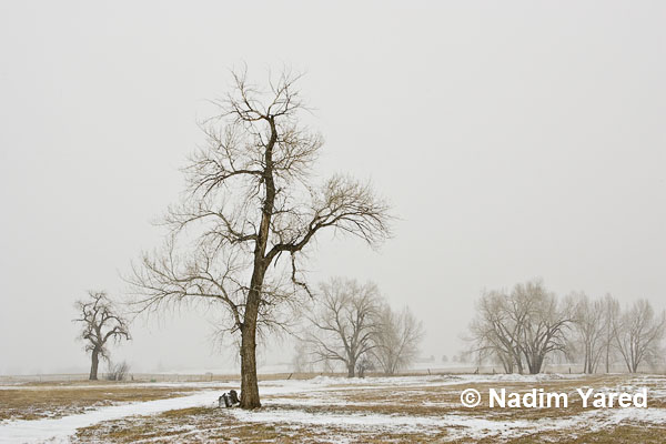 Winterscape, Louisville, Colorado, USA