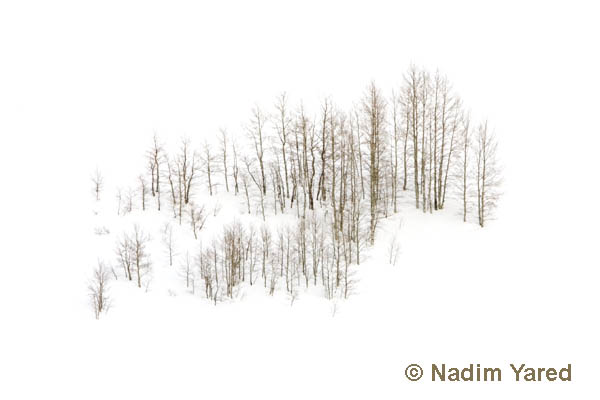 Aspens in the Snow, Steamboat Springs Colorado, USA