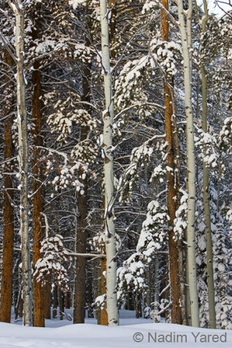 Winter Aspens