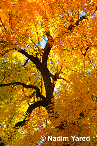 Fall in Denver, Colorado, USA