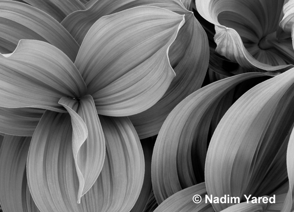 Corn Husk Lily, Crested Bute, Colorado, USA