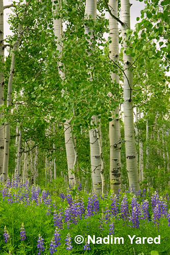 Aspen and Lupine, Crested Butte, Colorado