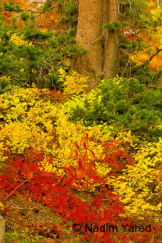 Colors of Fall Rocky Mountain, Colorado