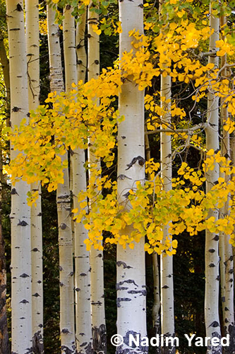 Yellow Aspen Trees, Rocky Mountain National Park, Colorado