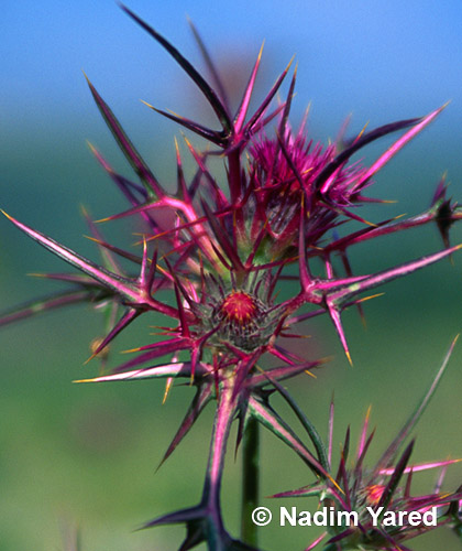 Red Wild Thorns, Lebanon
