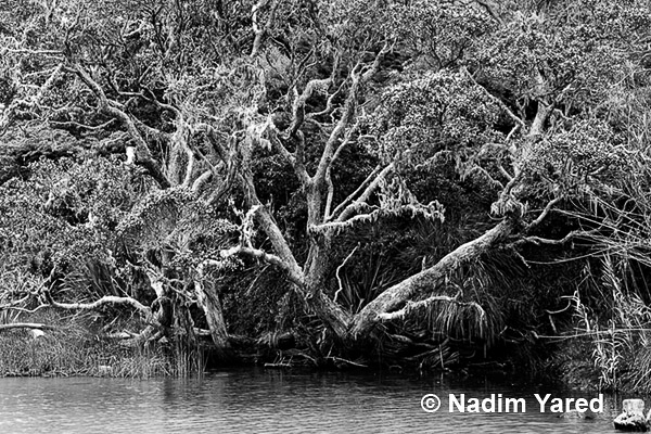 Twisted Branches, Paihia, New Zealand