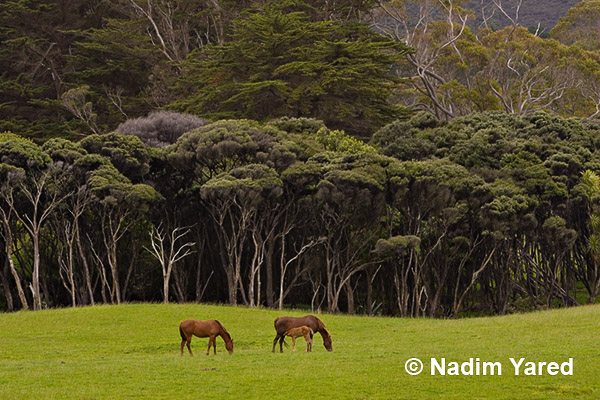 Wild Horses, Bay of Islands, New Zealand