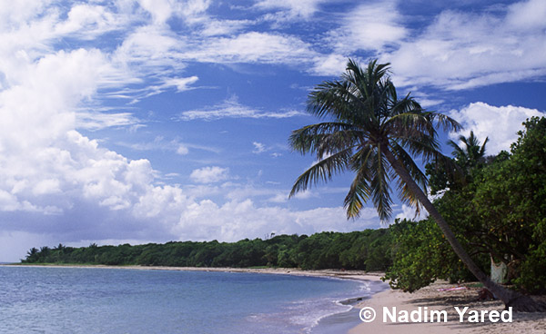 Les Salines Beach, Martinique, French Caribbean Island