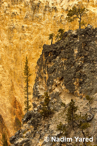 Dancing Pine Trees, Yellowstone NP, WY, USA