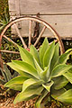 Agave Plant, Old Town San Diego State Historic Park, CA